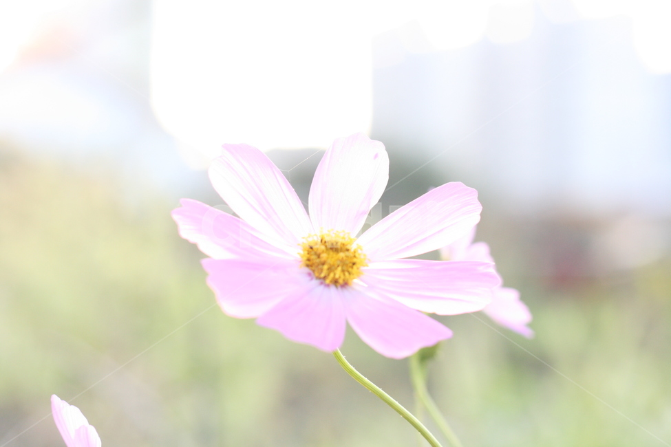 코스모스,꽃,가을,자연,식물,autumn,cosmos,fall,season,plants,nature,flower,계절,야생화,야생,생태,감정,감성,sensible,feeling,emotion,하늘,풍경,접사,하얀색,가을,계절,fall,autumn,season,식물,자연,plants,nature,꽃,flower,plant,daisies,데이지,blossom,daisy