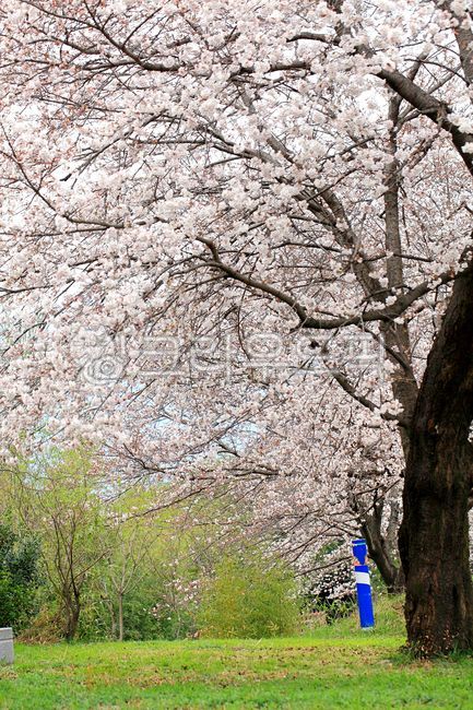 cherry tree,white flower,Cherry Blossom,beauty,tree branch,cherryblossom,in full bloom,bright,March,flowering,scenery,spring flowers,spring,beautiful,white,sight,cherry blossom background,Emotion,mi,gay,Cherry Blossom Festival,blossom,green,surface,Spring