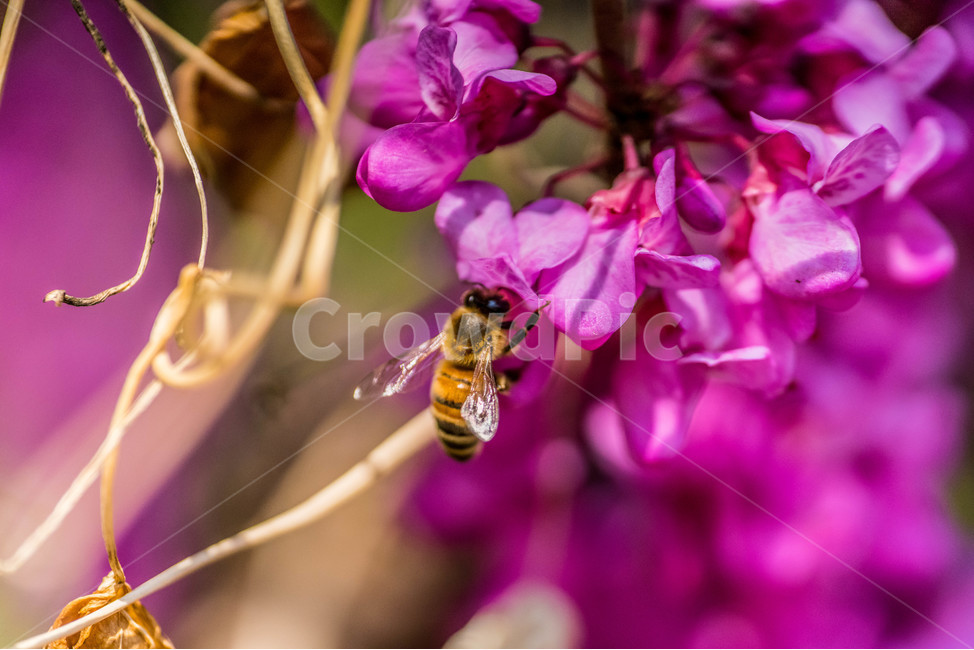 접사,꽃,봄,예쁜꽃,출사,곤충,식물,자연,plants,nature,꽃,flower,동물,animal,곤충,벌레,insect,bug