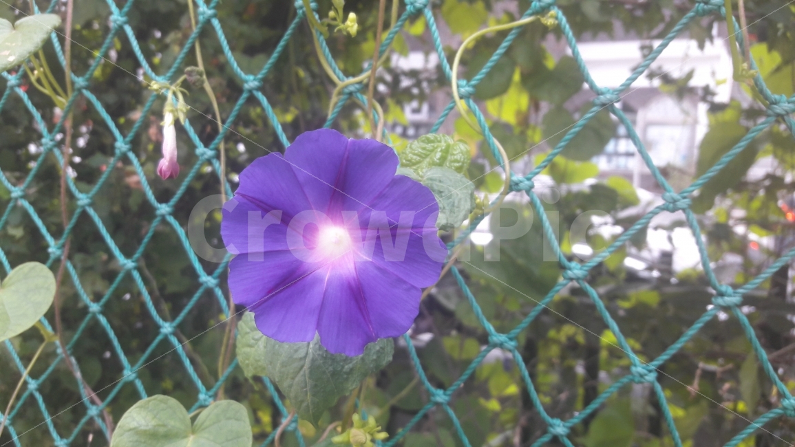 나팔꽃,아침,꽃,식물,flower,식물,자연,plants,nature,꽃,flower