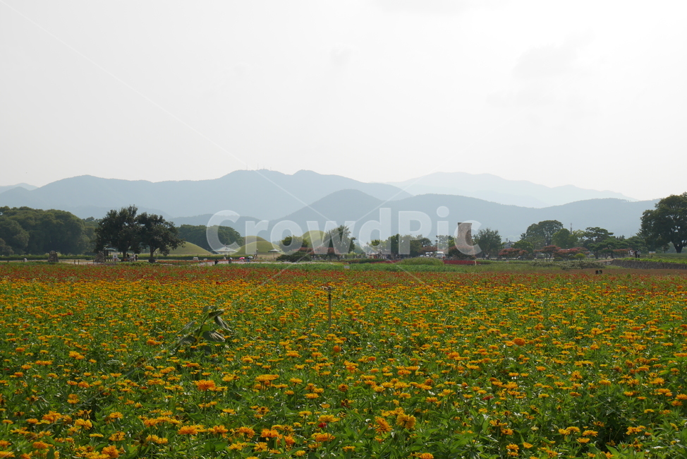 경주,첨성대,식물,자연,풀,여름,산,꽃,백일홍