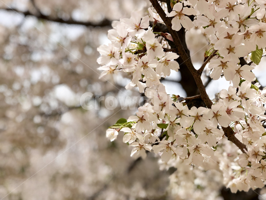 벚꽃,벚꽃놀이,봄,꽃,blossom,cherryblossom,flower,spring