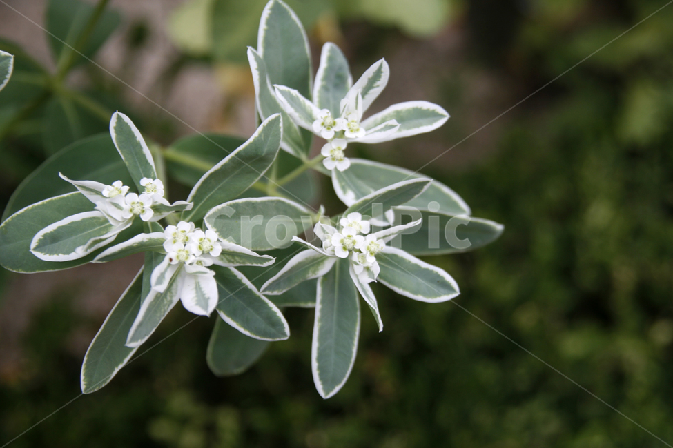 설악초,식물,꽃,여름,풀,식물,자연,plants,nature