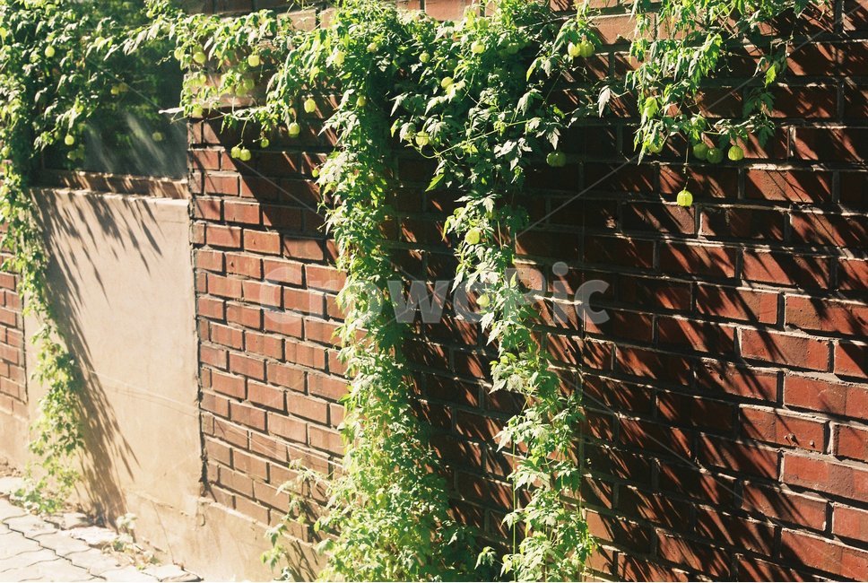 brick,벽돌,plant,식물,덩굴,담쟁이,담쟁이덩굴,감성,필름카메라