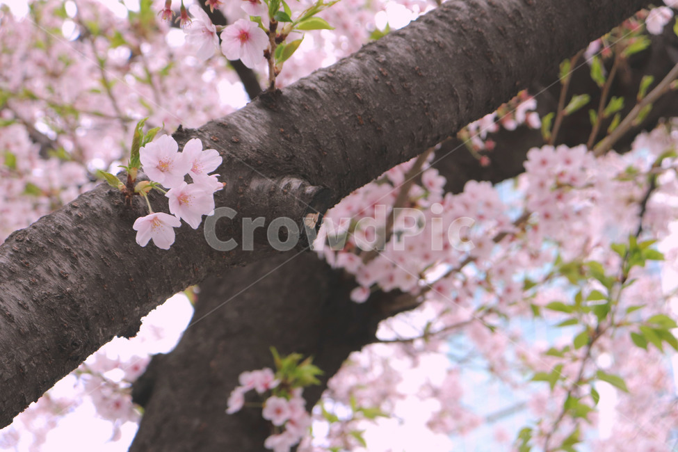 벚꽃나무,벚꽃,봄,나무,꽃,봄,계절,spring,season