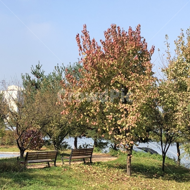 식물,가을,낙엽,감성사진,plant,나무,trees,wood