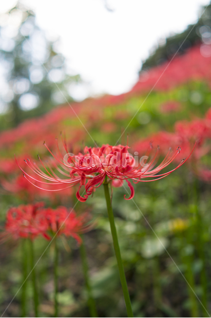 산야초,꽃무릇,꽃,빨강,매크로,식물,자연,plants,nature,꽃,flower