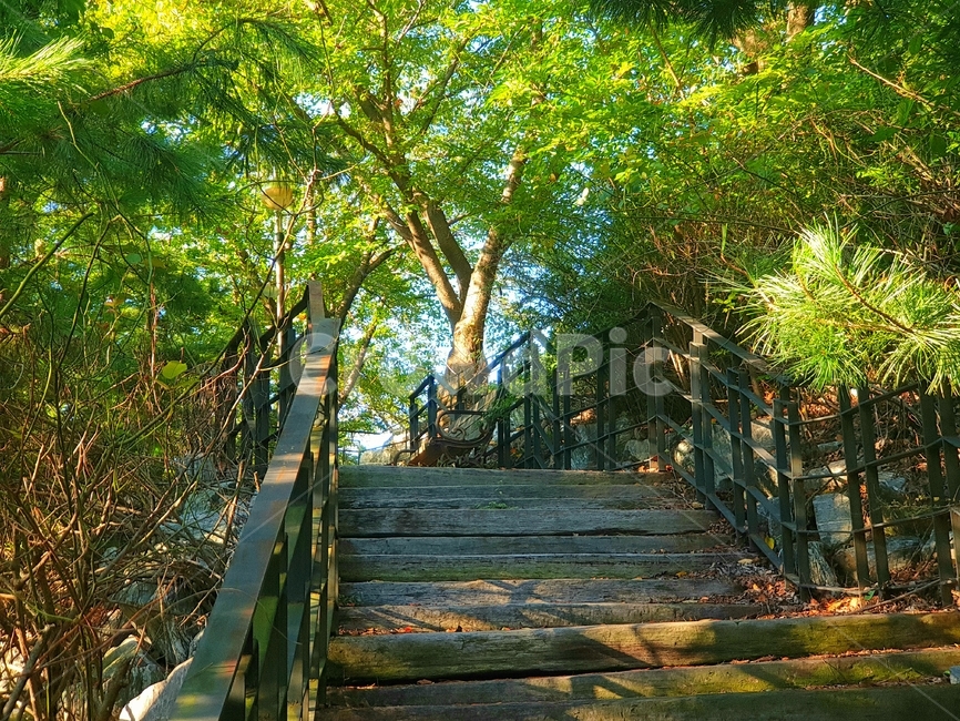 계단,stairs,step,정원,garden,outdoors,야외,나무계단,woodenstairs,forest,숲,arbour,자연,풍경,nature,landscape,옥외,정자
