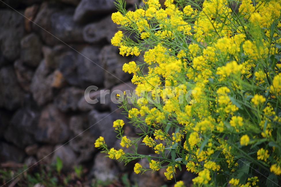 제주도,돌담길,시골,농촌,어촌,유채꽃,시골길,flower,꽃,blossom,식물,plant,길,봄,계절,spring,season