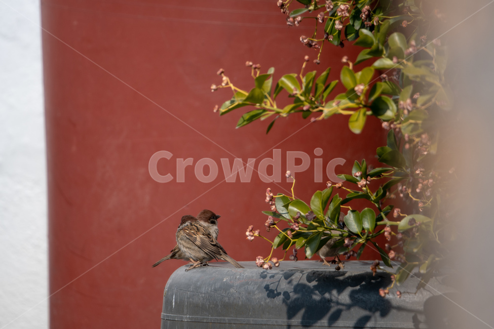 참새,조류,새,날아올라,친숙한,친근한,동물,animal,조류,새,birds