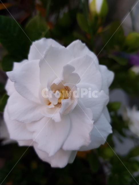 장미,백장미,순결,꽃,가시,식물,자연,plants,nature,꽃,flower