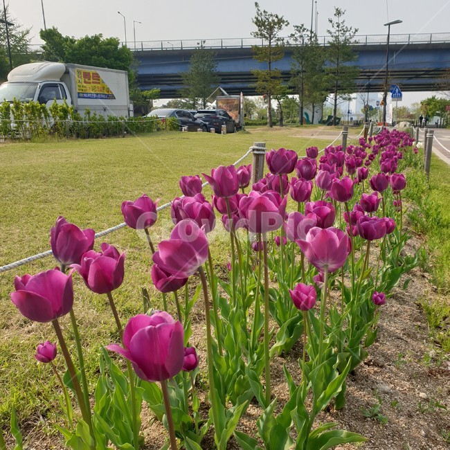 plant,식물,blossom,꽃,flower,튤립,tulip,식물,자연,plants,nature,꽃,flower