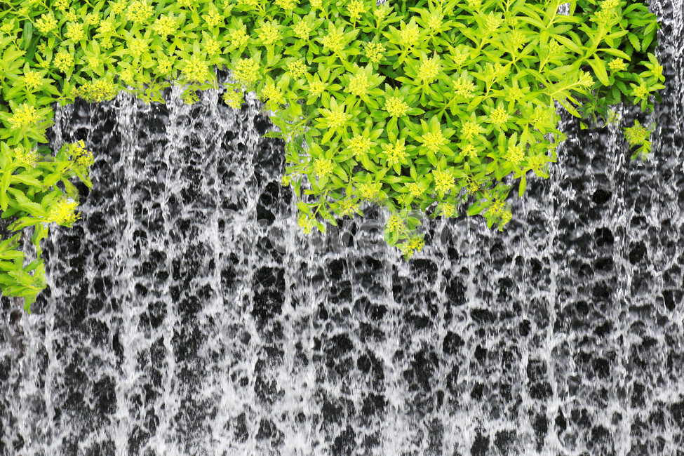 green,beauty,nature,flowing down,leaf,water,space,flower,rock,outdoor,closeup,background,plant,watercourse,wall