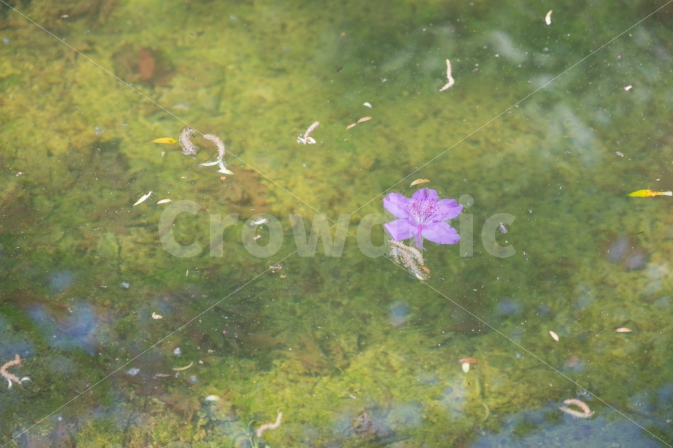 꽃,flower,자연,풍경,물,감성,식물,자연,plants,nature,꽃,flower