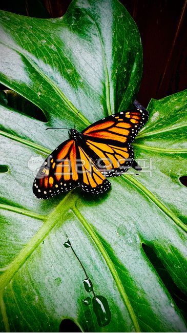 butterfly,insect,leaf