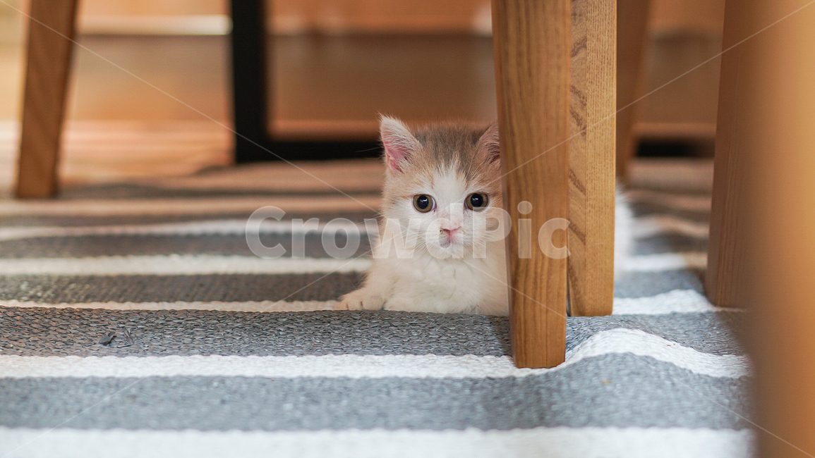wood,animal,나무,동물,kitten,고양이새끼,cat,고양이,pet,애완동물,mammal,포유류,먼치킨숏레그,동물,animal,포유류,mammal,고양이,cat,kitten,kitty