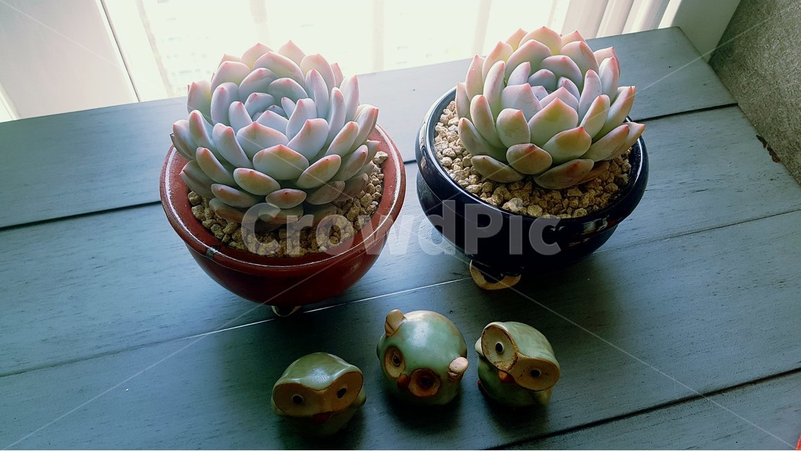 다육이,식물,화초,인테리어,자연,식물,자연,plants,nature,실내용화초,화분,화초,house plant,휴식,힐링,rest,relaxation,healing,인테리어,실내디자인,interior design