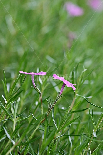 꽃,봄,식물,아름답다,플라워,공원,식물,자연,plants,nature,꽃,flower