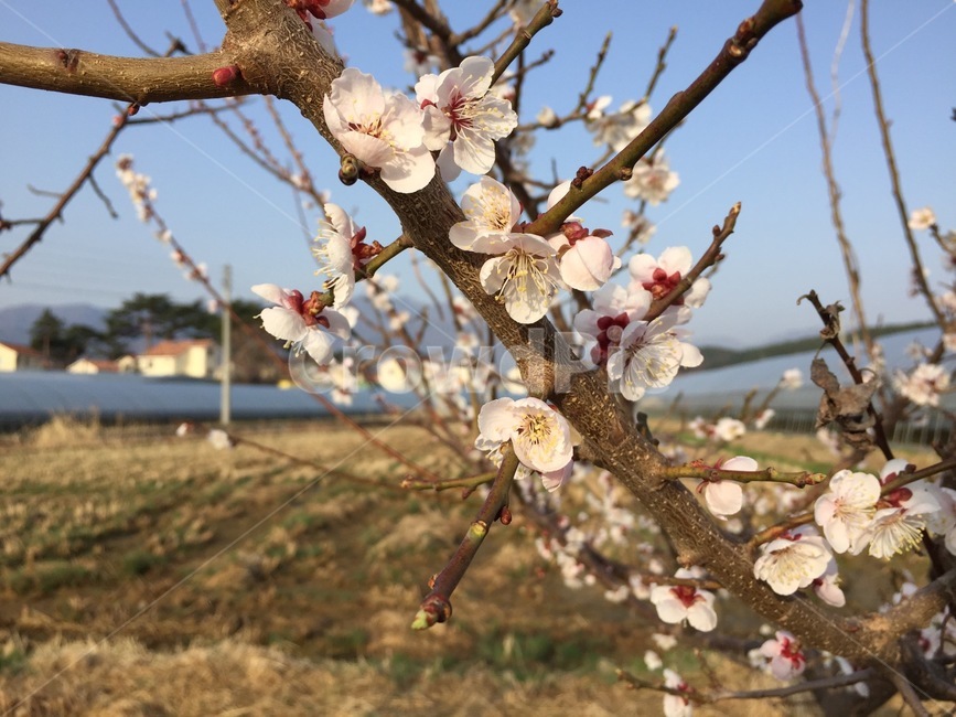 plant,cherryblossom,식물,blossom,벚꽃,꽃,flower,하얀,white,봄,spring