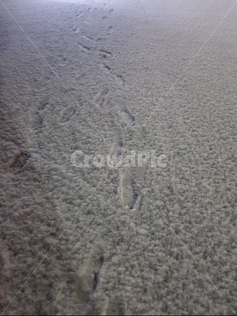 겨울,눈,발자국,winter,snow