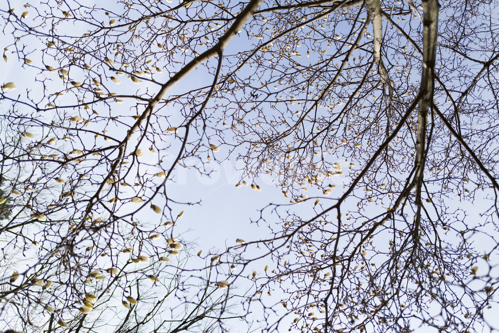 목련,꽃,목련꽃,백목련,봄,계절,식물,자연,감성,나무,plant,tree