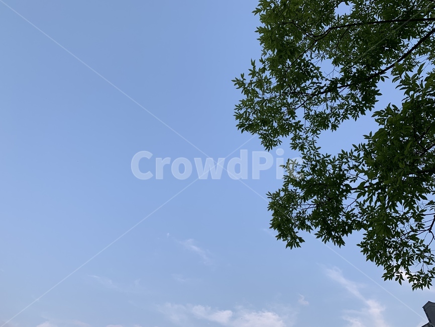 하늘,하늘색,나무,풍경,sky