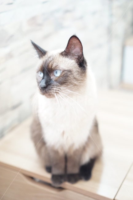 siamese cat,house cat,cat,cocoa color
