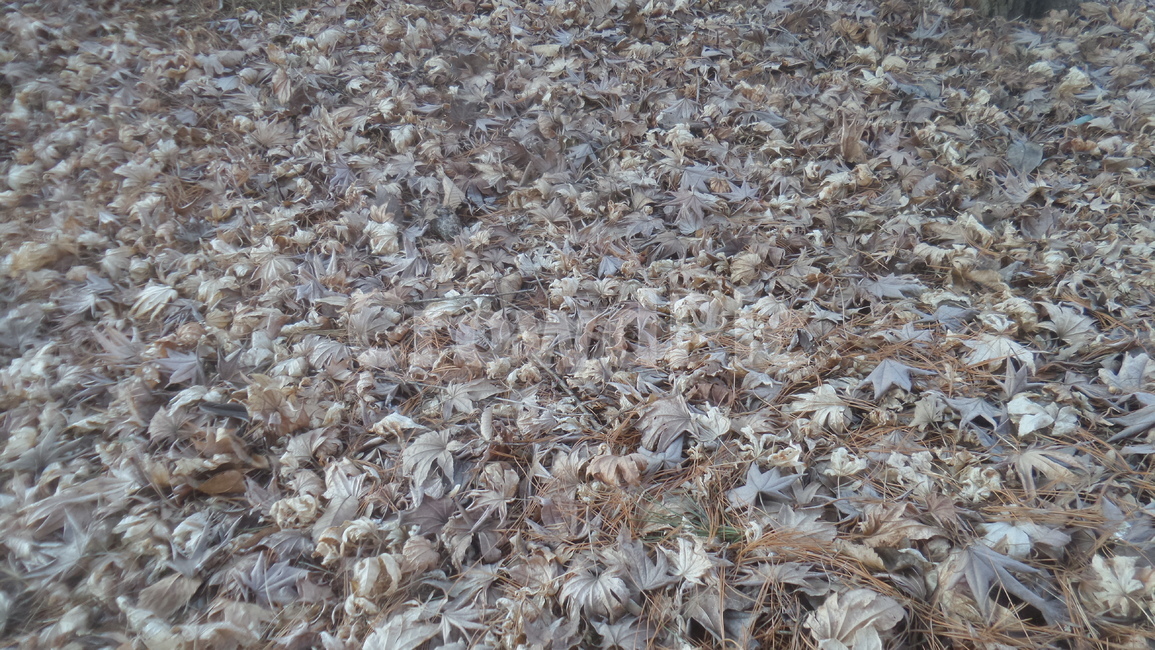 낙엽,litter,落葉,떨어진잎,단풍,자연,풍경,nature,landscape,ground,바닥