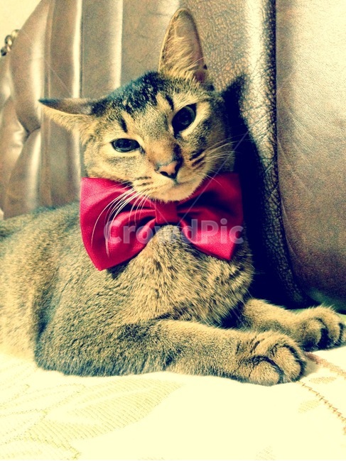 고양이,반려묘,아비시니안,집사,cat,귀여운고양이,귀여움,큐트,근엄한고양이,냥냥이,동물,animal,포유류,mammal,고양이,cat,kitten,kitty