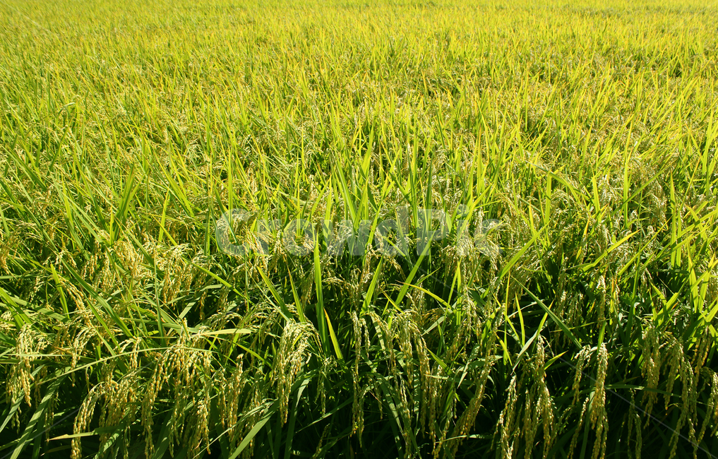 녹색,그린,농촌풍경,풍경,농촌,시골,쌀,벼,논,쌀농사,벼농사,논농사,농사,풀,식물,농작물,곡식,곡류,곡물,산업,industry,industrial,농업,농사,agriculture,farming,farming industry