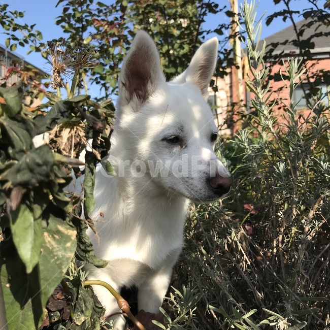 강아지,흰강아지,흰둥이,댕댕이,동물,dog,puppy,animal,whitedog,cute,lovely,귀여움,사랑스러움,식물,동물,animal,포유류,mammal,개,강아지,dog,doggy