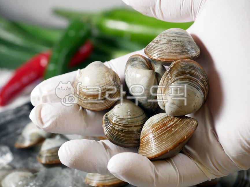 동죽,물총조개,조개,바지락,수산물,해산물,식재료,food,대합,clam,해양생물,음식,식재료,요리,food,cook,meal,dishes,food reserves