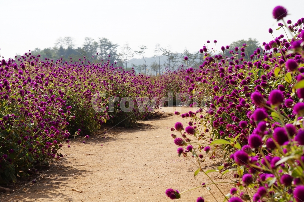 천일홍,나리공원,풍경,꽃이미지,나들이,자연,풍경,nature,landscape,식물,plants,꽃,flower,ground,바닥