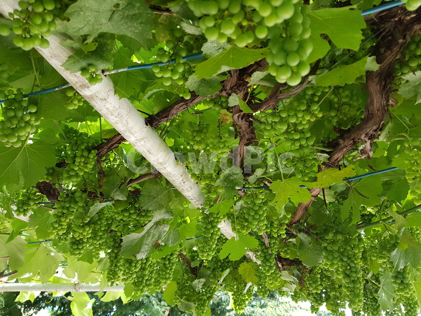grapes,포도,청포도,plant,식물,fruit,과일,food,초록,초록색,과일,열매,fruit