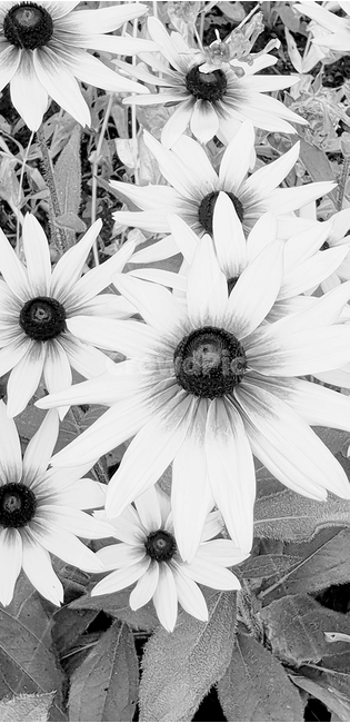 루드베키아,꽃,flower,노랑색,backgroundimage,배경이미지,다년생,여름꽃,자연,야생화,nature,배경,배경화면,색감,바탕,텍스쳐,질감,패턴,이미지,꽃,flower,흑백,모노톤,monochrome,black and white