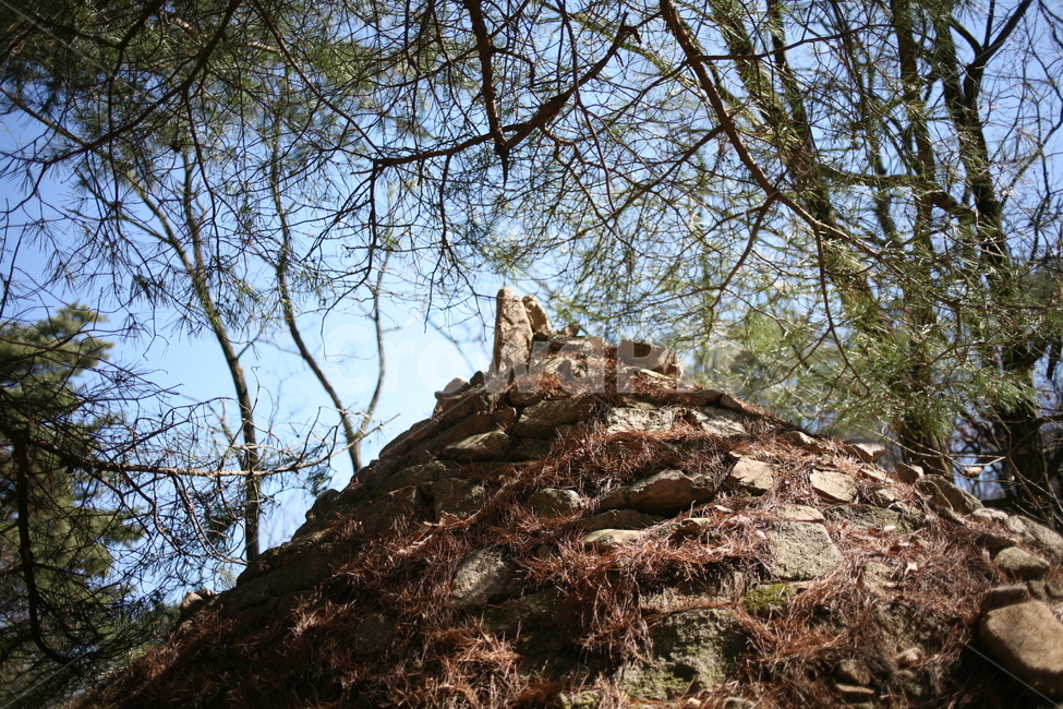 tree,mountain,산,나무,식물,북한산