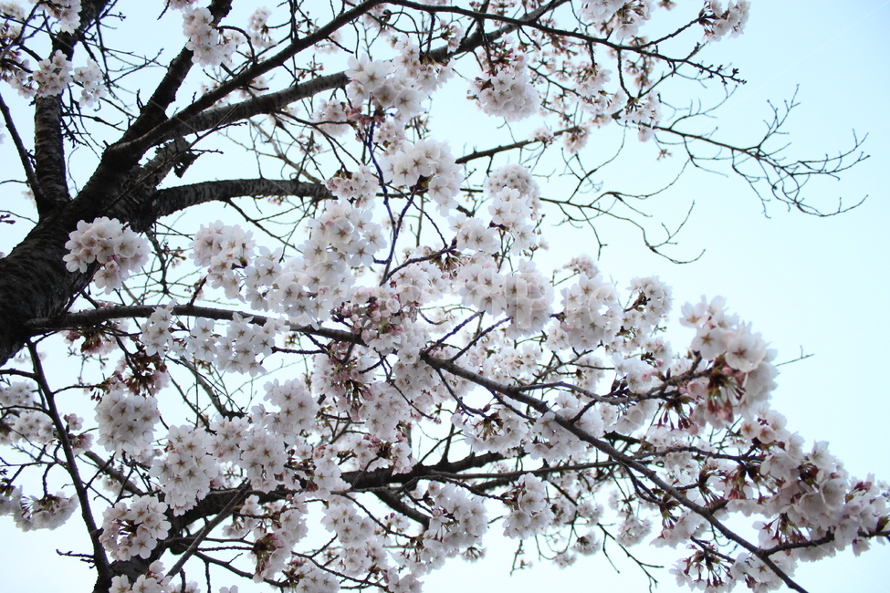 벚꽃,cherryblossom,봄,spring,벚나무,봄맞이,가지,꽃나무,cherryflower,cherrytree,만개,blooming,sky,하늘
