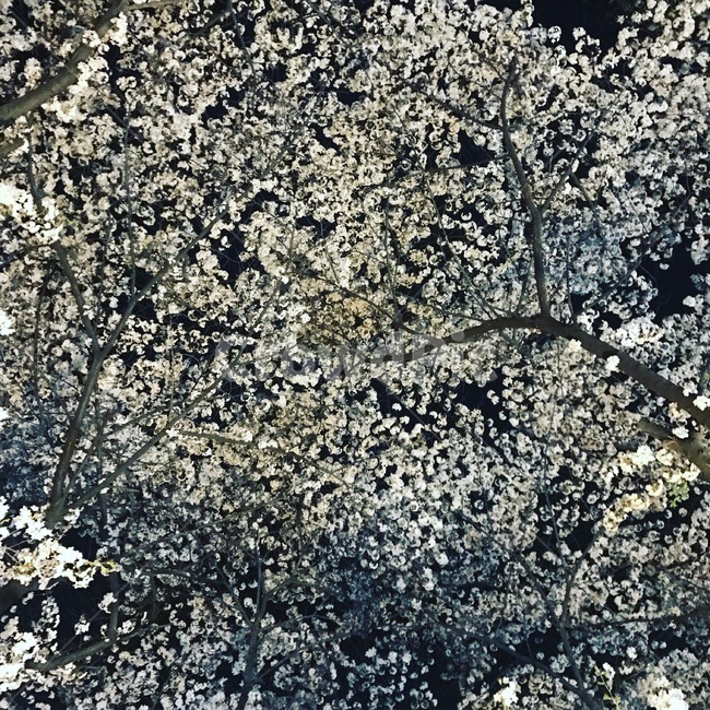 봄,봄야경,벚꽃,밤사진,봄사진,예쁜사진,아름다움,분위기좋은사진,정적인사진,봄,계절,spring,season,식물,자연,plants,nature,꽃,flower