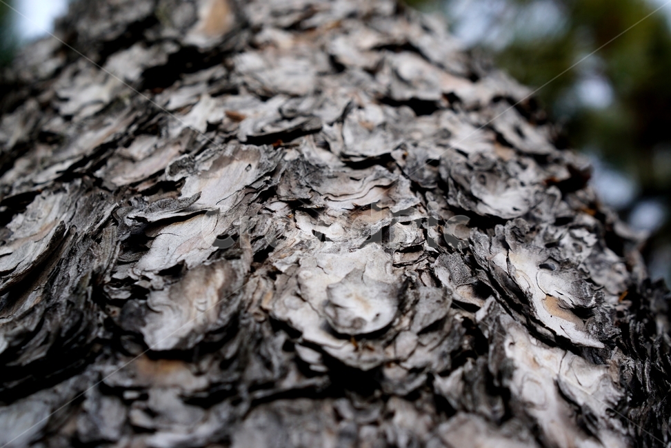 소나무,나무껍질,거친,껍질,갈색,근접,tree