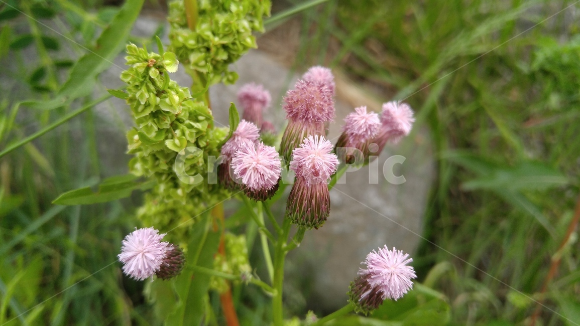 지칭개,꽃,자주색꽃,자주색,녹색,식물,배경,감성,계절,flower,apurpleflower,green,flant,background,emotional,season,bloom