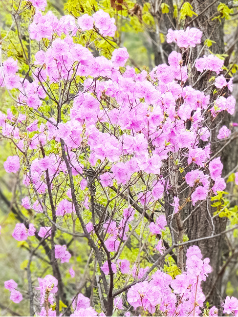 plant,식물,blossom,꽃,flower,진달래,봄꽃,따듯하다,핑크,초록,봄경치,azalea,봄풍경,포근하다,경치,색감,칼라,spring,season,beautiful,color,편안함