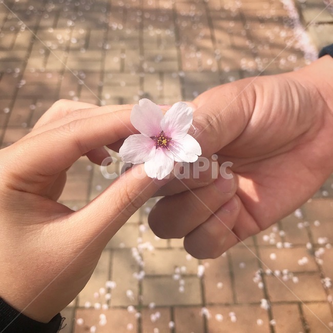 벚꽃,봄,벚꽃잎,벚꽃구경,꽃송이
