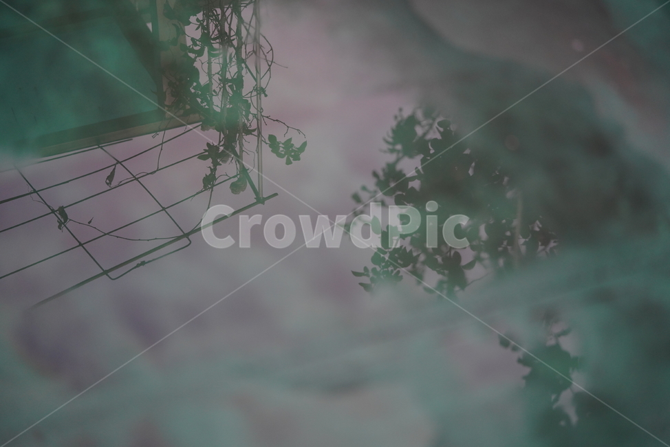반영,식물,나무,물,생명,생물,감성,느낌,식물,자연,plants,nature,감성,sensible,feeling