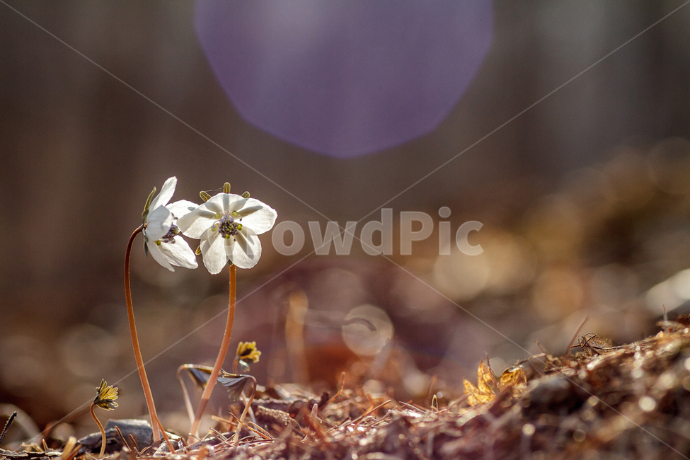봄,봄꽃,야생화,변산바람꽃,생태사진,봄,계절,spring,season,식물,자연,plants,nature,꽃,flower,plant,blossom,geranium,제라늄