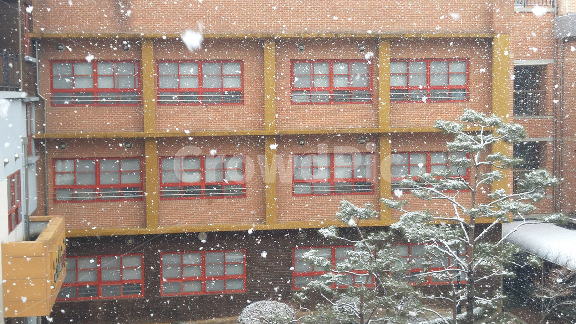 눈,겨울,대설,snow,날씨,스노우,폭설,함박눈,겨울눈