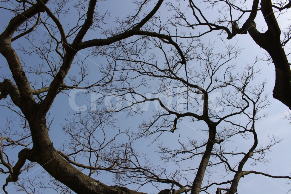 나무,하늘,여행,자연,제주도,색감,식물,자연,plants,nature