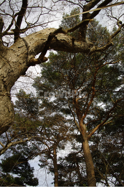 나무,겨울,소나무,식물,plant,식물,자연,plants,nature,나무,trees,wood