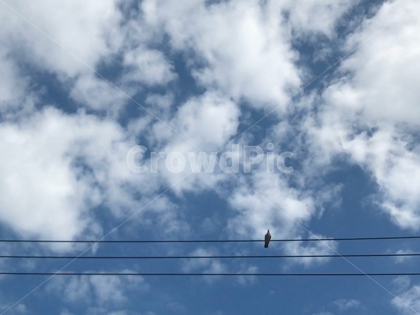 일본,하늘,비둘기,구름,자연,동물,bird,nature,새