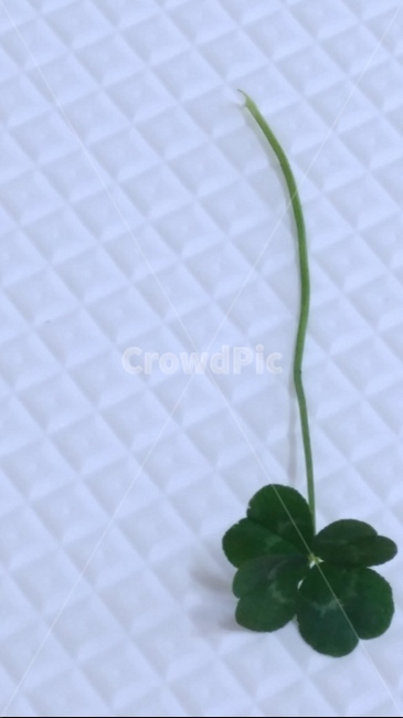네잎클로버,클로버,행운,럭키,희망,lucky,fourleafclover