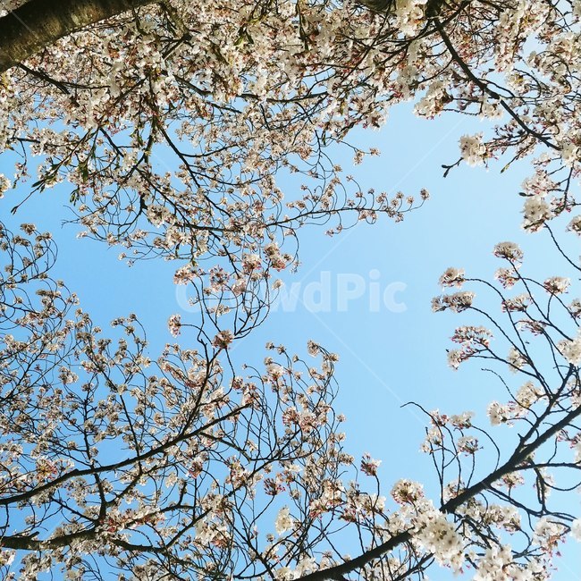 벚꽃,blossom,봄,plant,식물,tree,나무,봄,계절,spring,season